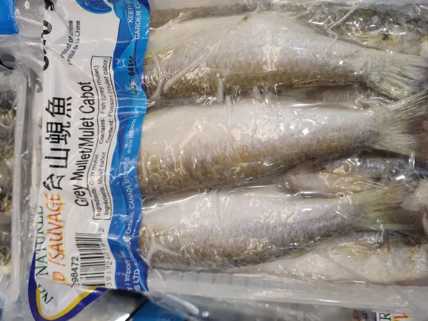 htl-grey-mullet