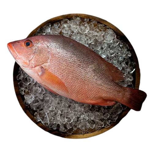 frozen-fresh-red-snapper