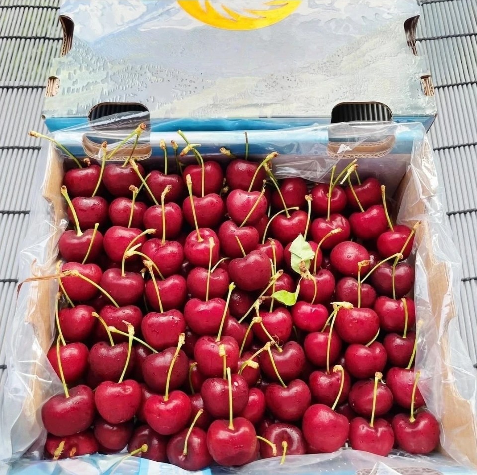 fresh-cherry-case