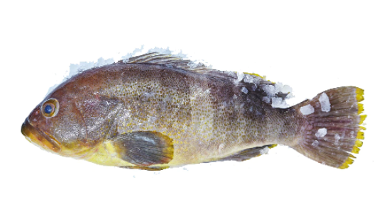 yellowfin-grouper