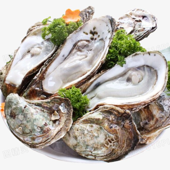 fresh-shelled-oysters-open-shell-by-default